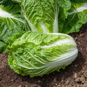 Chou Chinois Spectrum HF1 - Graines d'Exception